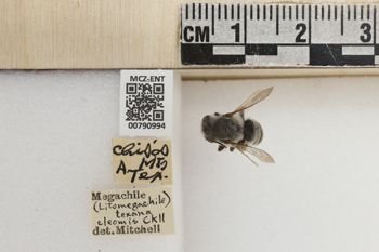 Media type: image;   Entomology 790994 Aspect: Labels